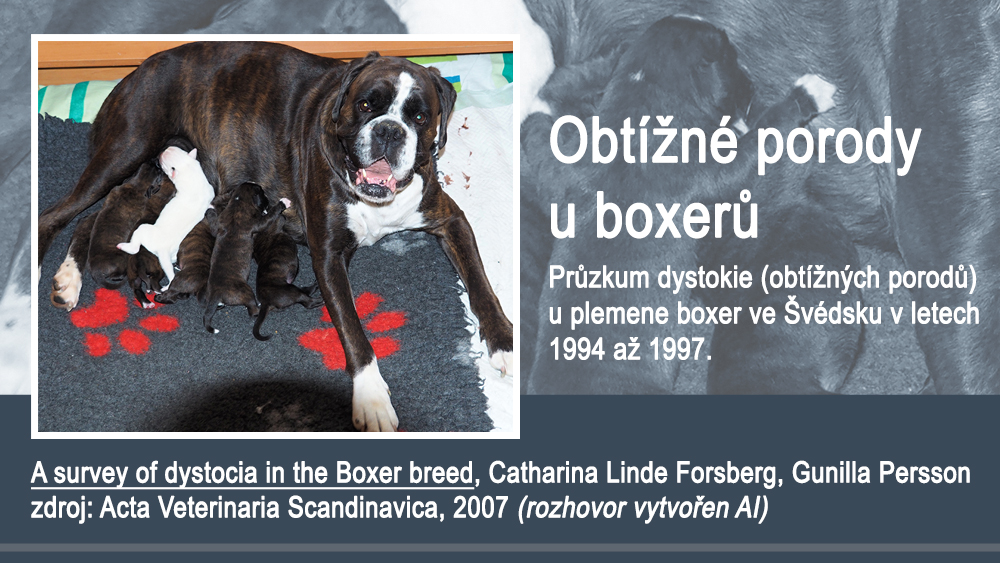 Průzkum dystokie neboli obtížné porody u boxerů