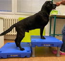 Klimb od firmy Blue-9 Pet Products (USA)