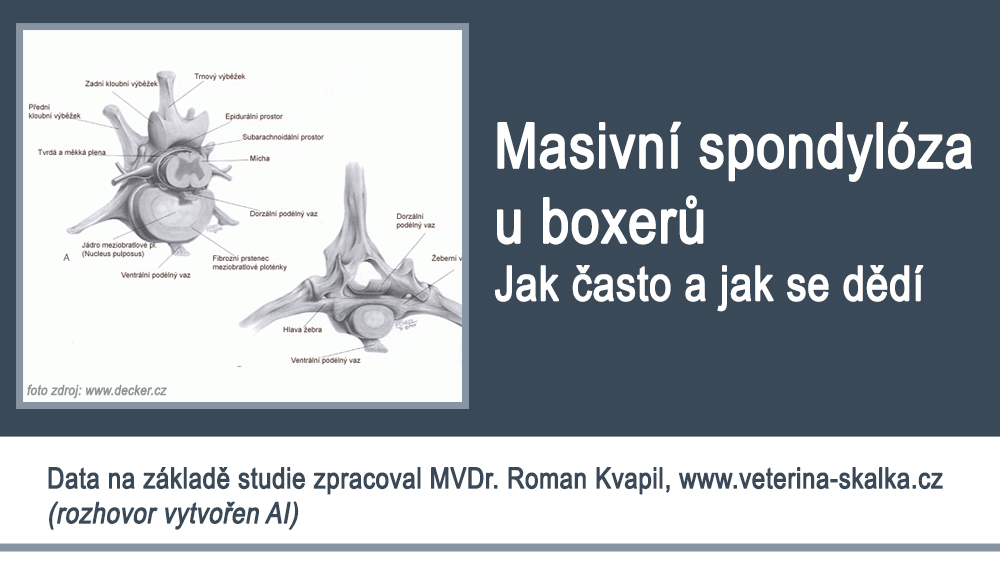 Masivní spondylóza u boxerů. Jak často a jak se dědí.