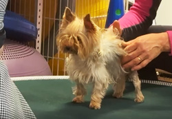 Pooperační rehabilitace po operaci kolene po úrazu.